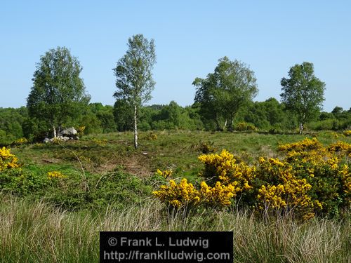 Spring in Glenfarne